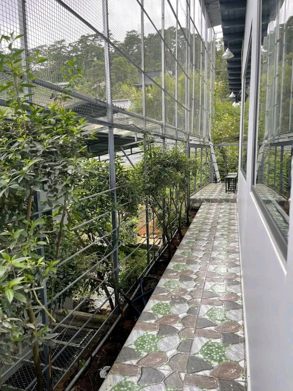 Cần tiền Bán gấp Nhà giá rẻ đường Đặng Thái Thân, P3, Đà Lạt - Ảnh 3
